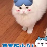 鼠妮 鼠球 鼠條 鼠芋妮～
