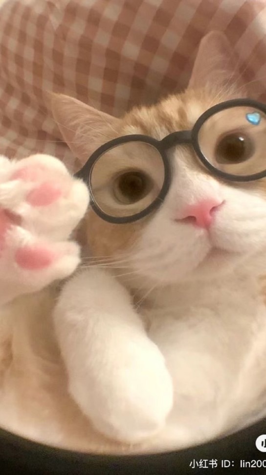 ตัวแทน คริปสำเร็จ/ตัดคริป 🐈 ‧₊˚✧