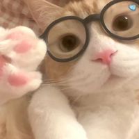 ตัวแทน คริปสำเร็จ/ตัดคริป 🐈 ‧₊˚✧