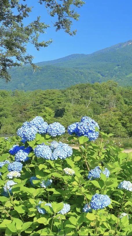 6月13〜14日 火打・妙高山　テン泊
