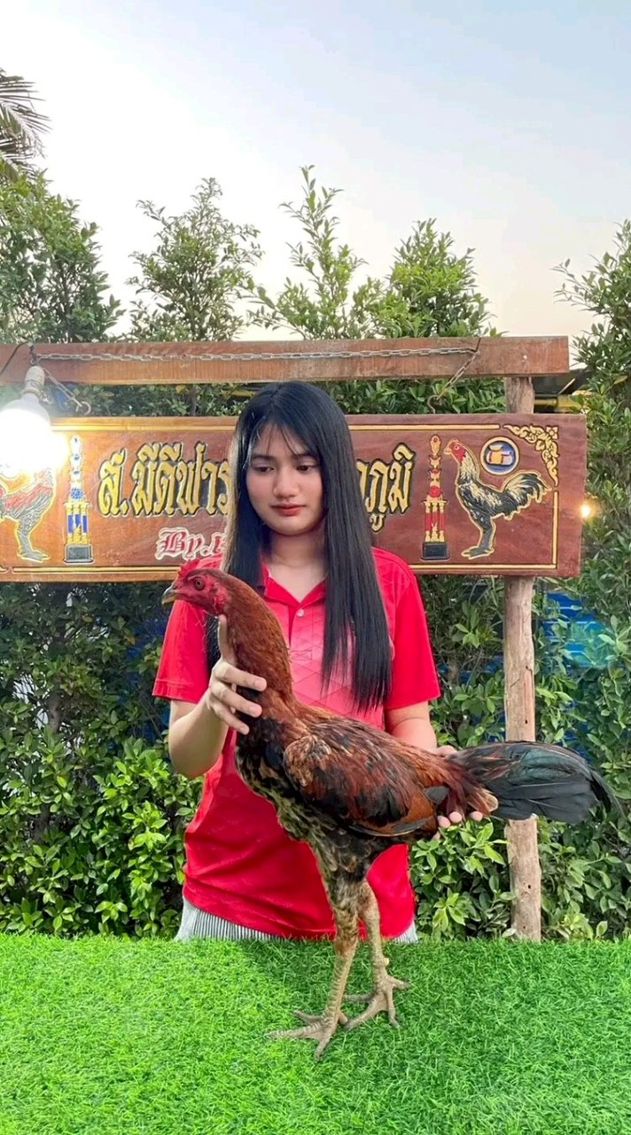 ส.มีดีฟาร์ม ไก่ชน คนรากหญ้า