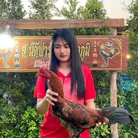 ส.มีดีฟาร์ม ไก่ชน คนรากหญ้า