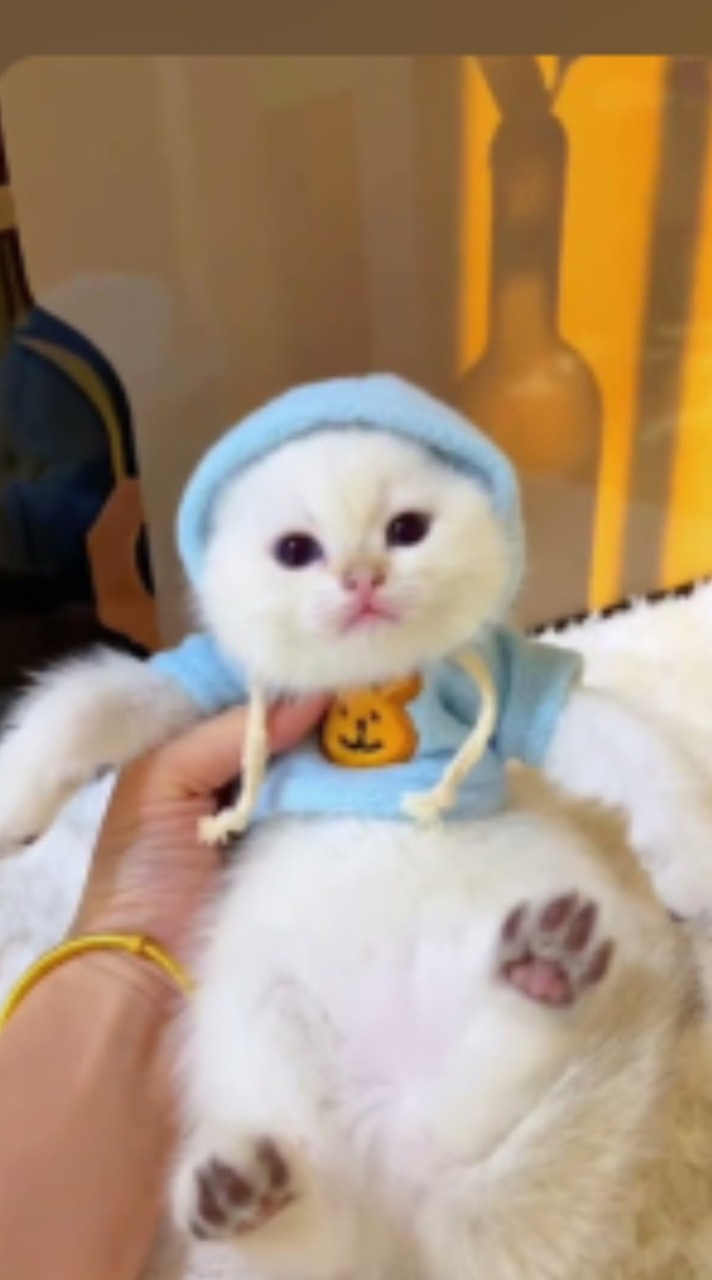 低能噹噹組