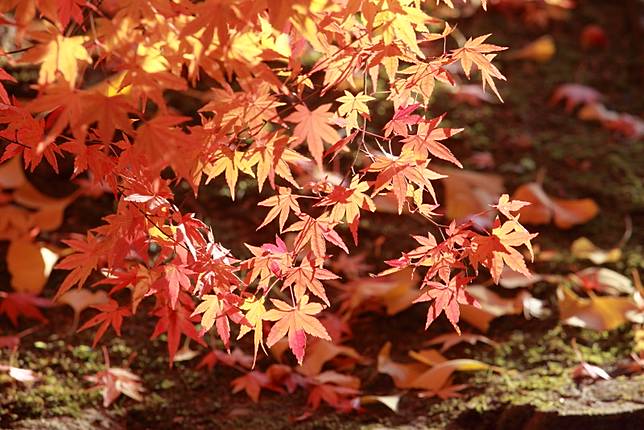 想念日本紅葉了嗎 東武鐵道沿線賞楓秘境報你知 野旅行 Line Today