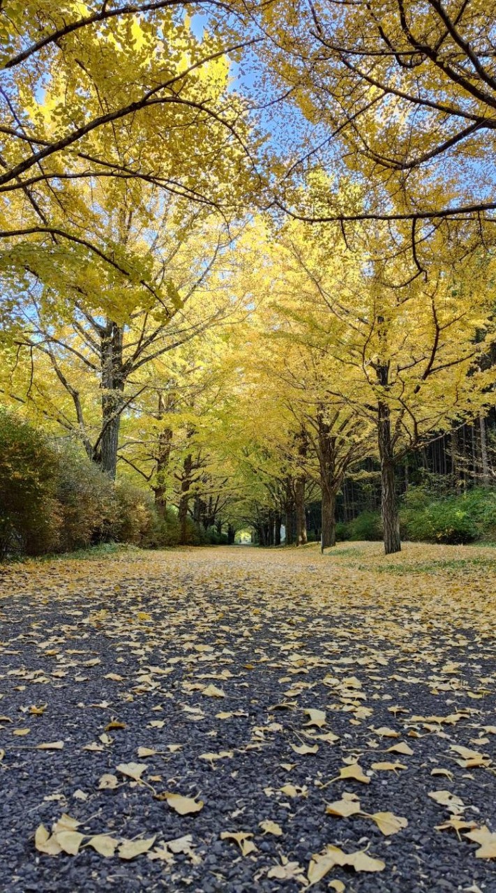 ポタリング 【東京】自転車 散歩:町ぶら ぶらポタ ポタランチ ポタカフェ  休日ポタ