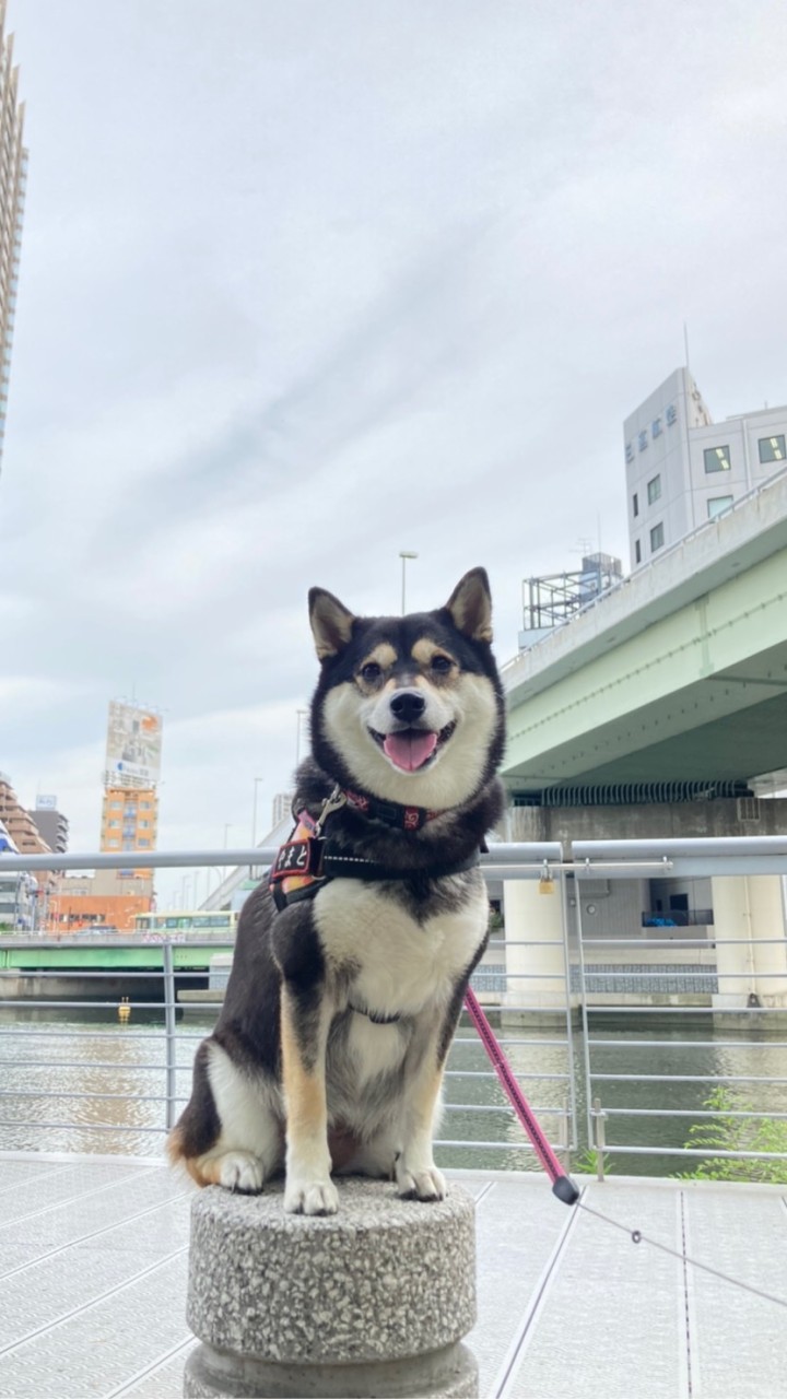 黒柴犬好き集まれ。