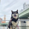 黒柴犬好き集まれ。