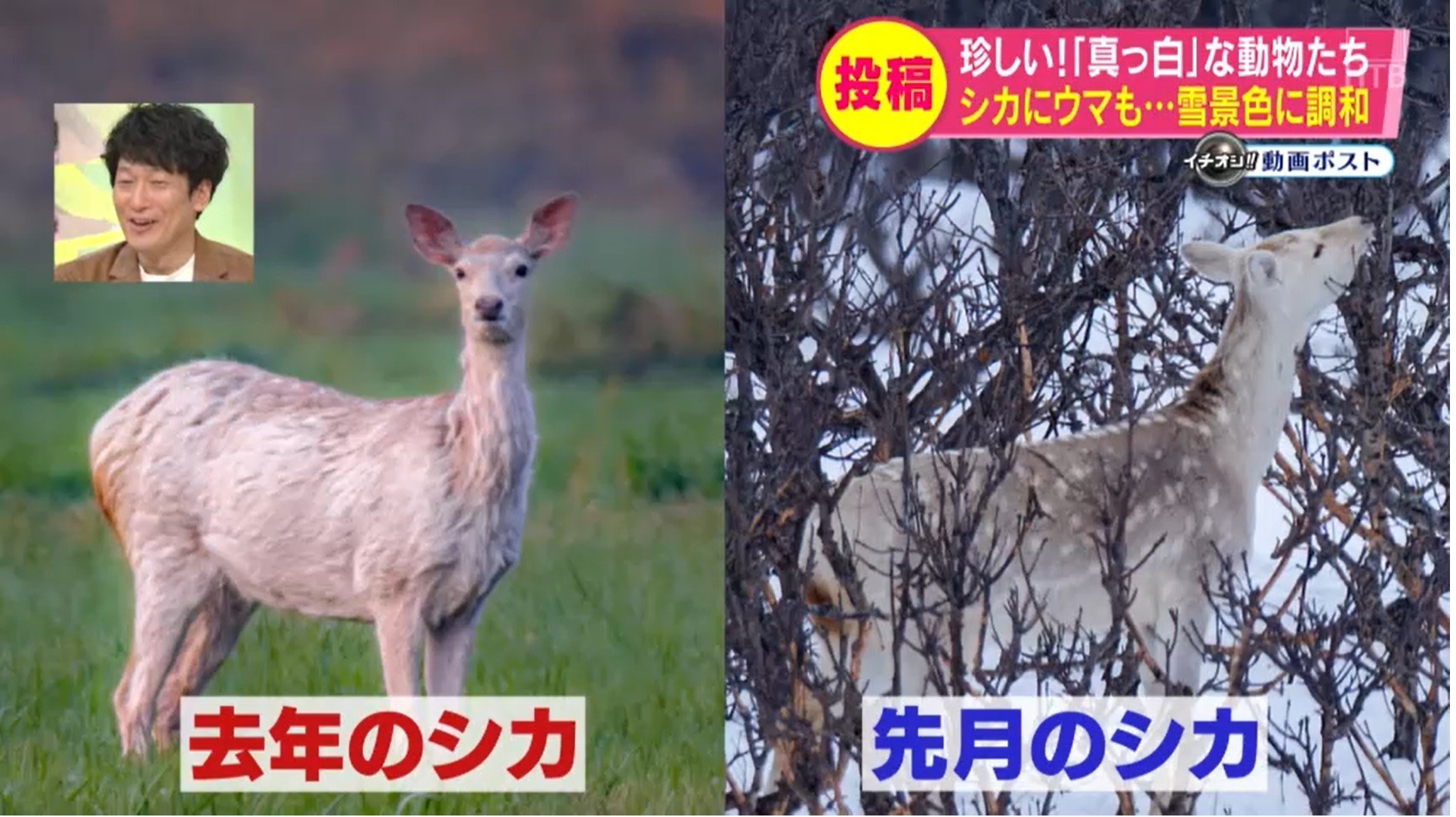 雪原に真っ白なエゾシカ現る 日高の牧場では珍しい白馬が（HTB 北海道