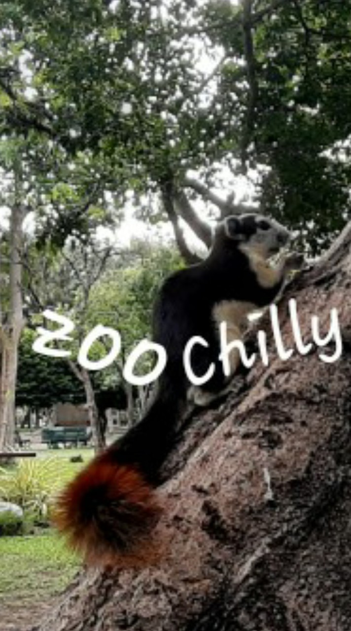 สวนสัตว์♡Chilly♤