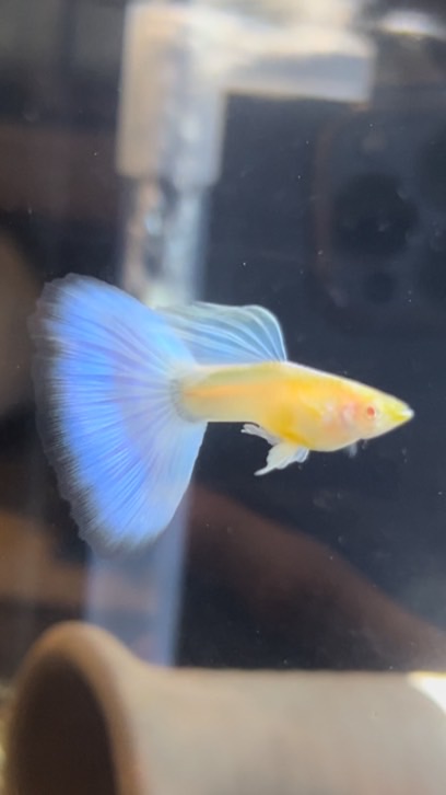 臺灣 孔雀魚 送養推廣交流分享討論區