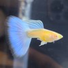 臺灣 孔雀魚 送養推廣交流分享討論區