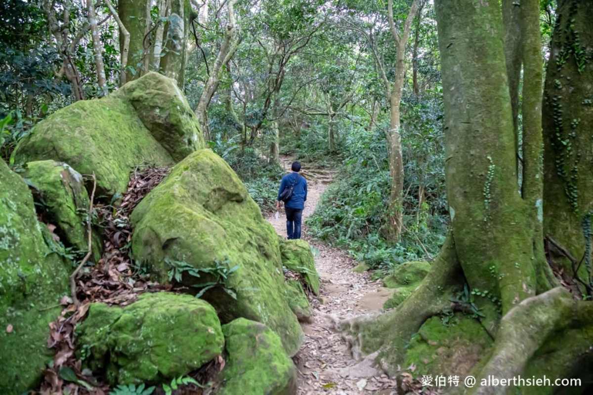 桃園人避暑首選！６條超好走私房步道：夢幻水母廊道、台灣小百岳、瀑布祕境