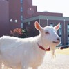 東京福祉大学 通信教育課程の集い2