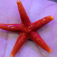 真善美水族館海水部