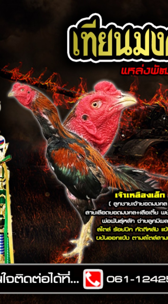 เทียนมงคล ฟาร์มไก่ชนลพบุรี