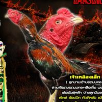 เทียนมงคล ฟาร์มไก่ชนลพบุรี