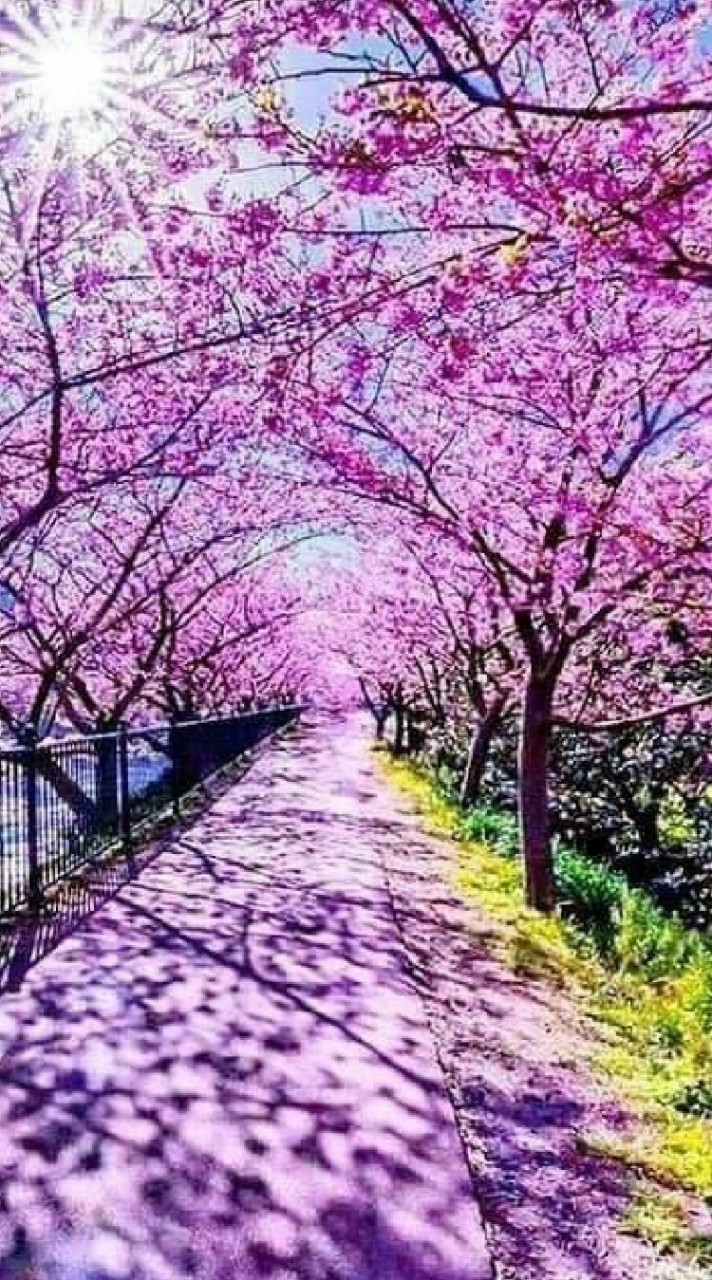 聖母大家族--全園性公告