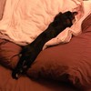 コミュ障の集い