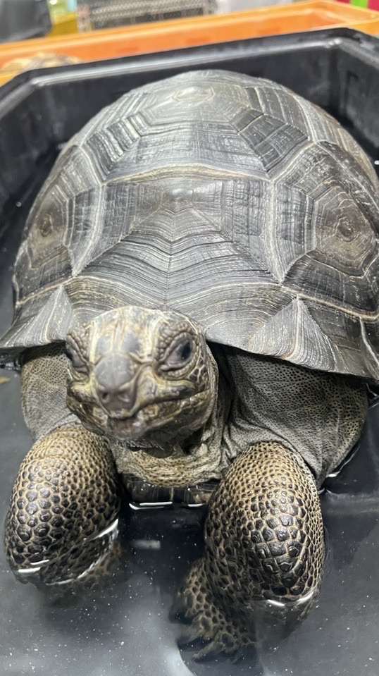 🐢源龜苑🌿