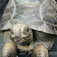 🐢源龜苑🌿