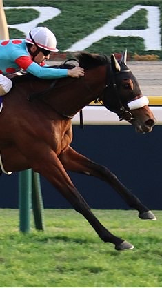 競馬好き集合！のオープンチャット