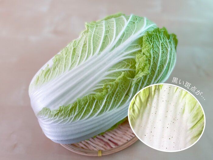 野菜ソムリエが解説 白菜の黒い斑点 食べても大丈夫