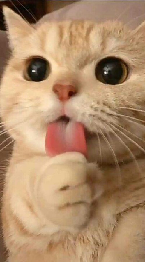 กลุ่มคนคลังแมวคนเล่นเกม👾🐱