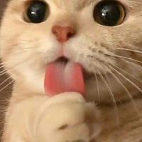 กลุ่มคนคลังแมวคนเล่นเกม👾🐱