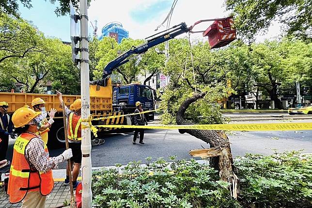 北市10公尺高路樹突倒塌 男子參加普渡路過慘遭壓死 上報 Line Today