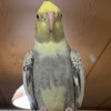 インコ生活