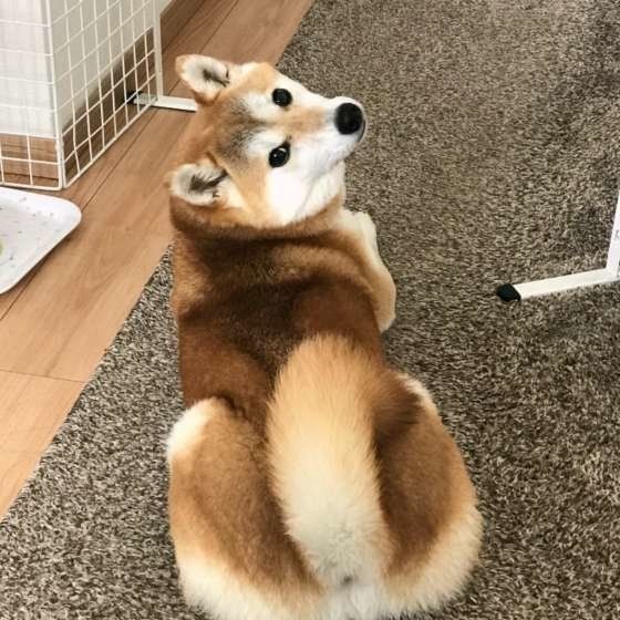 犬が触られると 嬉しい 嫌な 体の部位とは いぬのきもちnews