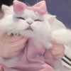 ꒰⑅ 𐙚₊ 私立りぼん学園🎀 ⸝⸝ ⑅꒱