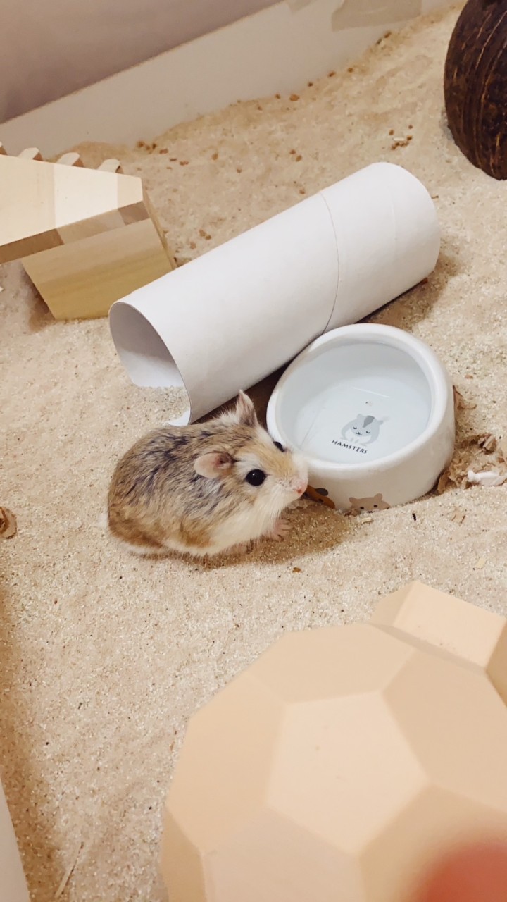 肚仔倉鼠小食舖