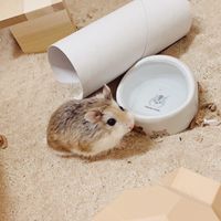 肚仔倉鼠小食舖
