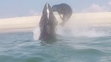驚險直擊！大白鯊破水而出追捕獵物 海豹用尾巴給牠一巴掌！