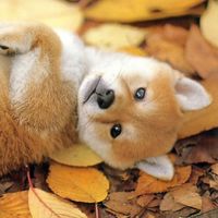 二之國柴犬尾巴