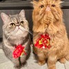 S8股票/台指期&波段