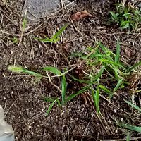 nisa初心者の集い
