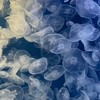 水族館好き集まれ！