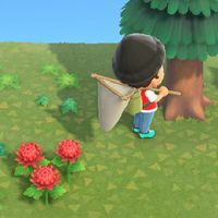 Animal Crossing  G.