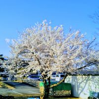 イスラームに改宗を考えてる人（集）