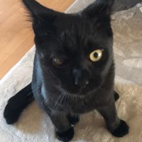 猫たちの里親募集