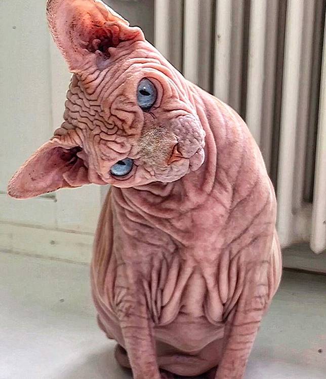 Kucing Sphynx Kucing Unik Dengan Tapilan Tanpa Bulu Info Binatang