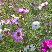 🌈ほっとする🌈🍀仲間達の部屋🍀　🌺.•*¨*•.¸¸♬🌺.•*¨*•.¸¸♬