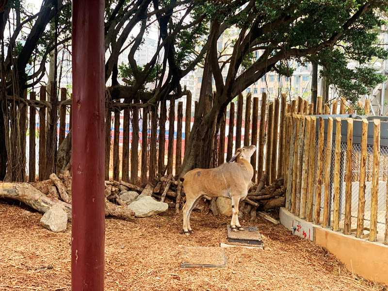 非洲伊蘭羚羊、矮種馬、台灣山羌、黇鹿與鴕鳥一起住進大草原區，有可攀高的岩坡，也有能盡情奔跑的平坦草地。（圖／新竹動物園提供）