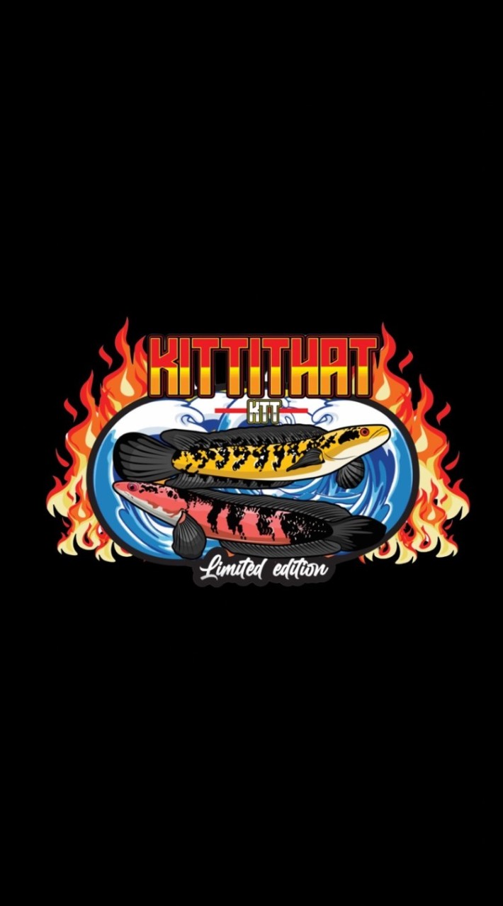 💥KTT.ซื้อ-ขาย-ประมูลปลาช่อนสวยงาม💥