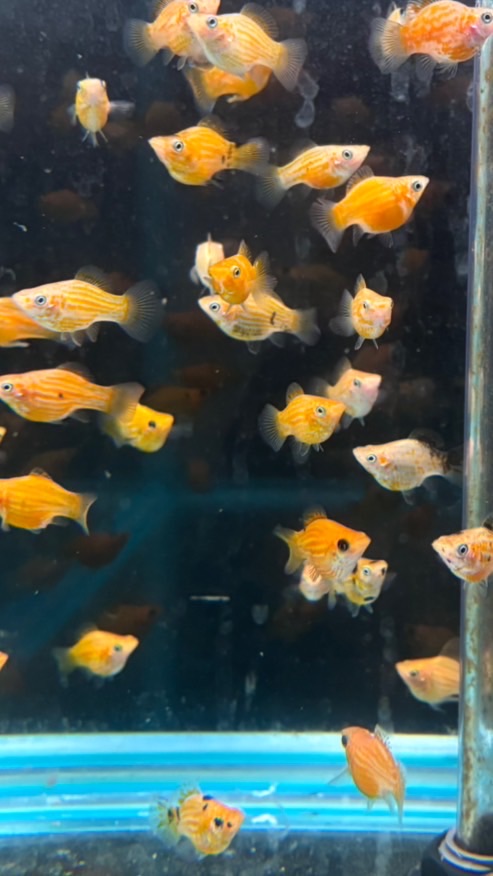 易水魚坊