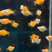 易水魚坊