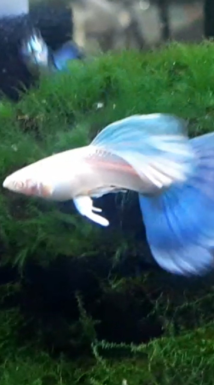 孔雀魚蓮荷國