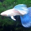 孔雀魚蓮荷國
